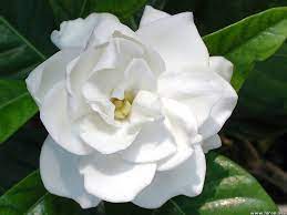 Gardenias Gardenia Plant Gardenia Essential Oil Flowers