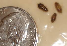 In addition, the black carpet beetle, like many species the black carpet beetle can be reddish, brown and black depending on where it lives. Bed Bug Hysteria Leads To Misidentified Carpet Beetle Larvae What S That Bug