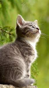 Curious Kitten On Fencepost Wallpaper Iphone Android Desktop Backgrounds Kittens Cat Breeds Pets