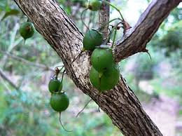 Image result for Halleria lucida