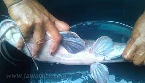 Cara Pemijahan Ikan Lele Panduan Lengkap Jawatani Com