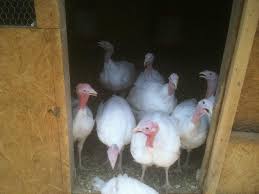 Cumpar vitei de lapte pentru export firma serioasa. AnunÈ›urile Lunii Iulie Argesuldenord S Blog