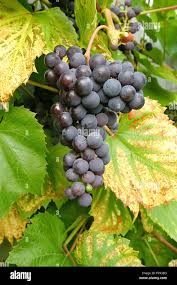 Image result for Vitis vinifera