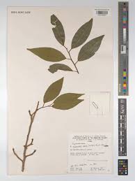 Image result for Shirakiopsis