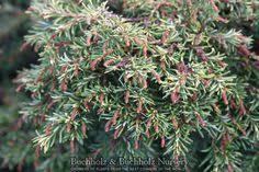 Huss, hartford, connecticut, is still an attractive selection for small gardens. 57 Tsuga Ideas Puut Salainen Puutarha Puutarha