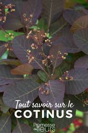 Epingle Sur Arbres Et Arbustes