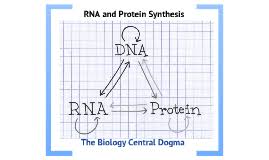 Section 123 123 rna and protein synthesis. Biology Chapter 12 Section 3 Rna And Protein Synthesis By Mark Meredith