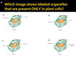 Maybe you would like to learn more about one of these? Cell Membrane Homeostasis Ppt Download