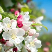 Maybe you would like to learn more about one of these? State Flowers List