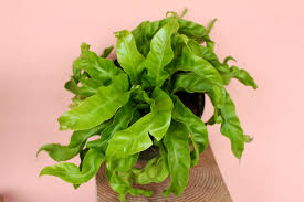 Image result for Asplenium