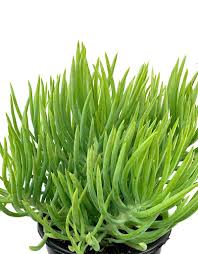Image result for Senecio viminalis