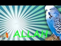 Allah Muhabbet Kusu Ve Papagan Konusturma Sesi Hazir Ses Kaydi 1 Saat Youtube