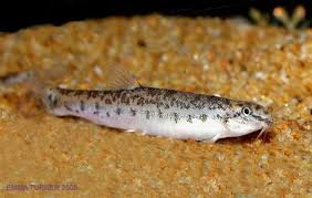 Image result for Lepidagathis pallescens