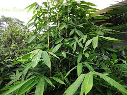 Sejenis tumbuhan yang berbatang keras serta berongga dan beruas, dari puak bambuseae, famili poaceae. Kebun Bahagia Bersama Buluh Gading Halus
