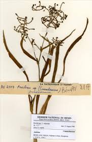 Image result for Aneilema umbrosum