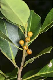 Image result for Ficus obliqua