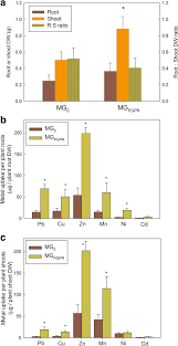 Gbe (greenbiomassenergy) distribute miscanthus giganteus elite planting material in the form of rhizomes f1 and f2 (1st and. Root And Shoot Biomass Per Miscanthus X Giganteus Rhizome And Download Scientific Diagram