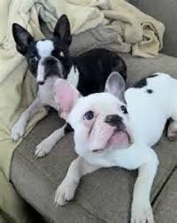 Black And White Boston Terrier Pictures Bella And Blu Splash And Black And White Bt S Boston Terrier Terrier French Bulldog