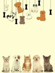 amarelo pet foster pet shop ferias especiais pet hotel pet vet pet store
