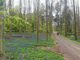 It is mostly situated in the municipality of halle, in flemish brabant and has also a little part in walloon brabant. How To See The Magical Purple Forest Of Hallerbos In Belgium Tassie Devil Abroad