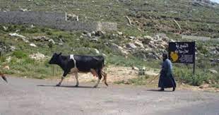 مدونة جبل عاملة مما تبقى من بقر العامليين cow animals blog