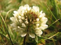 Image result for Trifolium semipilosum