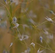 Image result for Eriosema nutans