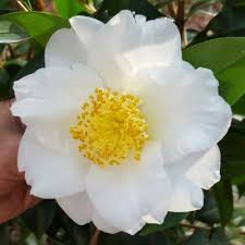 Silver Waves Camellia Japonica Camellia Mediterranean Landscaping Love Flowers
