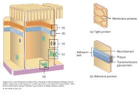 Cells attach to each other via cell junctions. Intercellular Junctions Animalcellbiology