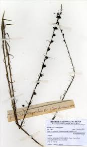 Image result for Sopubia ramosa