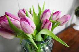 What is viagra and does it make you last longer? The Tulip Vodka Trick Prevent Drooping Flowers The Creek Line House