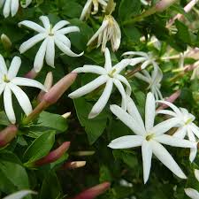 Image result for Jasminum