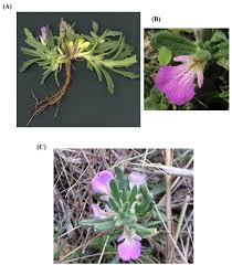 Des plantes en arabe reviewed by dynamica38 on 03:26 rating: La Plante Medicinale Ajuga Iva L Agronomie