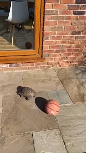 Bird Bouncing Golf Ball On Concrete Goaaal Video In 2020 Cute Baby Animals Cute Funny Animals Funny Animals