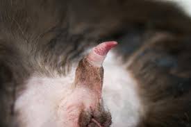 We did not find results for: Cat Barbed Penis Male Cat Anatomy Characteristics Anatomy Pathologies