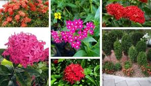 Ixora A Great Bushy Plant To Beautify Your Garden Or Patio My Desired Home Garden Design Plants Urban Garden Design
