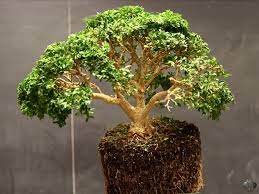 Produkten är slutsåld, inte tillgänglig just nu. Buxus Box Boxwood Bonsai Empire