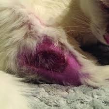 A systematic review for the 2021 guideline for the prevention of stroke in patients with stroke and transient ischemic attack Pdf Feline Arterial Thromboembolism Prognostic Factors And Treatment