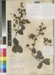 Image result for Tetracera alnifolia