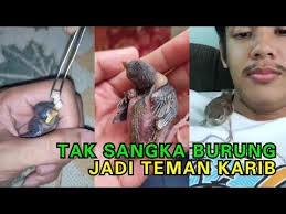 Maka tak heran , ketika seseorang terbiasa merawat burung murai batu, dan ketika memelihara burung lainnya malah tidak. Selamatkan Burung Kelicap Netizen Pujian Sikap Pemuda Ni Youtube Malaysia
