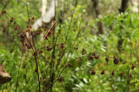 Image result for Triumfetta pilosa