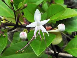 Image result for Volkameria