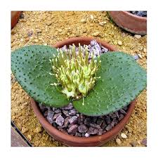 Image result for Mostuea hirsuta