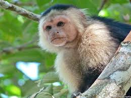 Capuchin monkeys sold as exotic pets are taken from their mothers at an extremely young age. How Much Does A Capuchin Monkey Cost Howmuchisit Org
