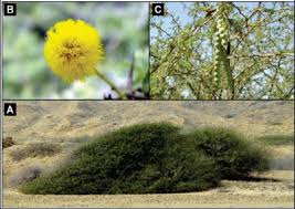 Image result for Acacia grandicornuta