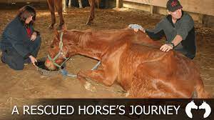 Welcome to Whispering Hearts Horse Rescue - Ontario - Canada