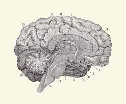 Subscribe to envato elements for unlimited graphics downloads for a single monthly fee. Human Brain Anatomy Diagram 2 Drawing By Vintage Anatomy Prints