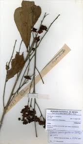 Image result for Ochna schweinfurthiana