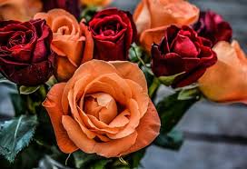 Gambar bunga matahari, mawar, sakura, anggrek, asoka, aster, dahlia, lavender yang indah, bagus, cantik, dan romantis. Mawar Segar Fotos Unduh Gambar Gratis Pixabay