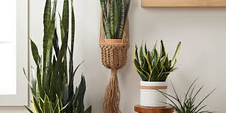 Gardening & landscaping stack exchange is a question and answer site for gardeners and landscapers. Snake Plant Better Homes Gardens